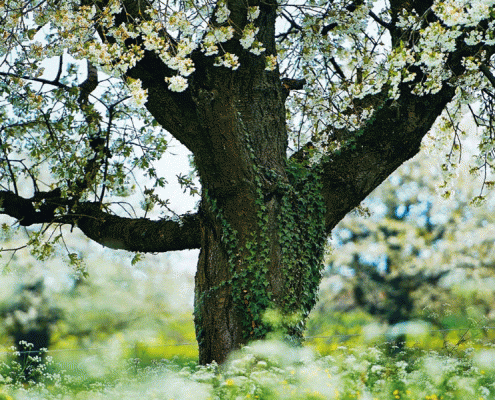 accd_kalender14_teaser